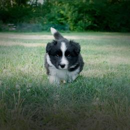 Border Collie Puppies from Fasstari Border Collies