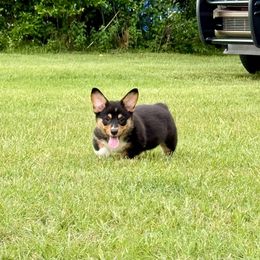 Pembroke Welsh Corgi Puppies from Synergy Stables, Inc.