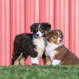 Australian Shepherd Puppies from SS Australian Shepherds