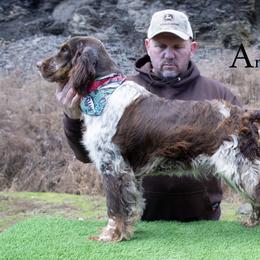 Angus - English Springer Spaniel