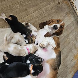 Mush - Basset Hound