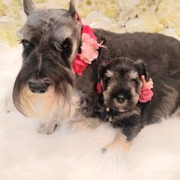 Miniature Schnauzer Puppies from Hall Miniature Schnauzers
