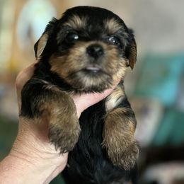 Morkie and Yorkshire Terrier Puppies from DEJAVU PUPS