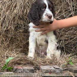 Fred - Liver and white male English Springer Spaniel puppy in Huntingdon, Pennsylvania from Leila Ferrucci