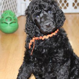 Poodle Puppies from Piccolo's Poodles