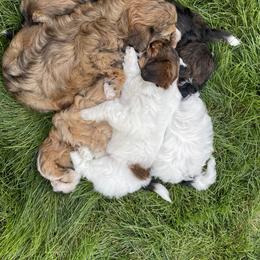 Havanese and Havapoo Puppies from Ladypawspuppies