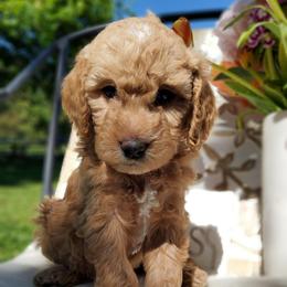 Lilly, goldendoodle F1b - Red  female Goldendoodle puppy in Dickson, Tennessee from Rowan's Rascals