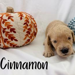 Cinnamon - Cream female Goldendoodle puppy in Cedartown, Georgia from Loyal Doodles