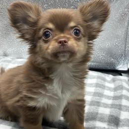 Alexa - Chocolate and tan female Chihuahua puppy in Summerfield, Florida from Impeccable's Boutique & Ethical Breeder for the educated & discriminating ONLY