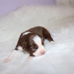 Boy 4 - Miniature Australian Shepherd puppy in Corydon, Indiana from Arbuckle’s Lookin Good Aussies (LGA)