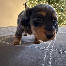 Dachshund Puppies from Birkin’ Paws