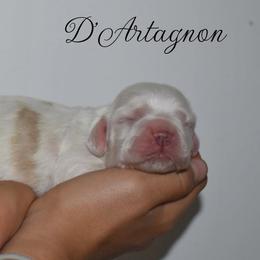 D'Artagnon - Buff and white male Cocker Spaniel puppy in Myerstown, Pennsylvania from The Cocker Cingdom