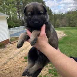 Ginger (Pink) - Sable German Shepherd puppy in Near Richmond, Virginia from German Shepherds of Virginia