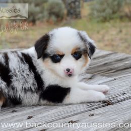 BMF-3 - Blue merle female Miniature American Shepherd puppy in Baker City, Oregon from Back Country Aussies
