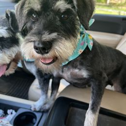Pini - Miniature Schnauzer