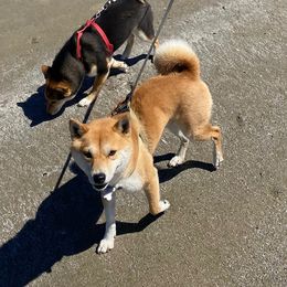 ALEHANDRO - Shiba Inu