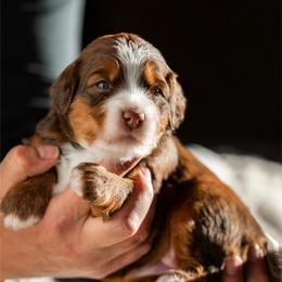 Flora - Sable female Bernedoodle puppy in Cortez, Colorado from Sassy Pants Pups