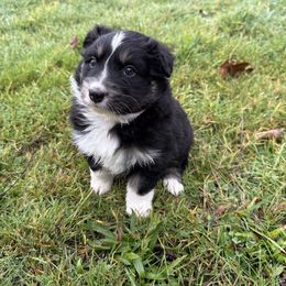 Panda - Black tri-color female Australian Shepherd puppy in Yelm, Washington from Country Rose Australian Shepherds