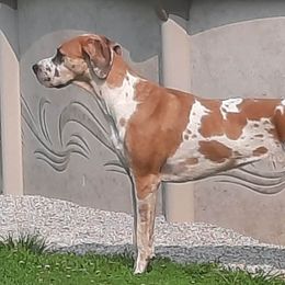 Irish - Great Dane