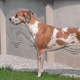 Irish - Great Dane