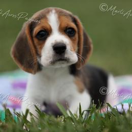 AKC 'Lizzy' - Black white and tan female Beagle puppy in Lamar, Missouri from Marti Acres ~ Boston Terrier & Beagles