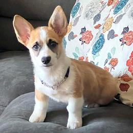 Pembroke Welsh Corgis from Mollies Corgis