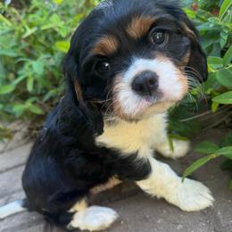 Cash - Tri-color male Cavalier King Charles Spaniel puppy in Wilton, California from Becky's Cavalier King Charles Spaniels