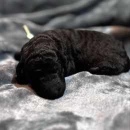 Bellatrix - Black female Poodle puppy in Batesville, Indiana from KG Poodle Haus