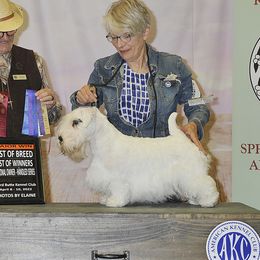 Maddie - Sealyham Terrier