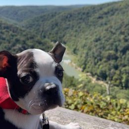 Boston Terrier Puppies from Bonze Boston Terriers