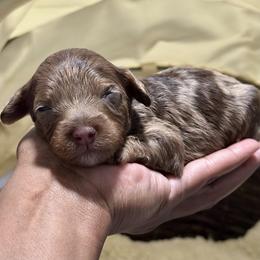 Purple Collar - Merle female Cockapoo puppy in Palm Beach County, Florida from Benji’s Cockapoos