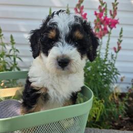 Bernedoodle puppies from Draper Mountain Doodles