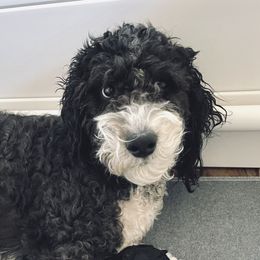 Bernedoodles from Aspen Canyon Doodles