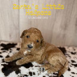 Clause - Apricot male Goldendoodle puppy in Houston, Texas from Golden Life Doodles