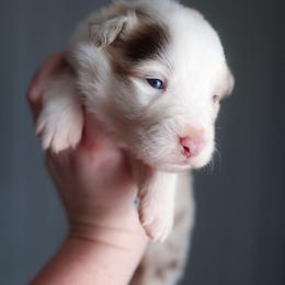Atlas - Red merle male Australian Shepherd puppy in Georgetown, Texas from River Reign Australian Shepherds