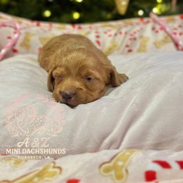Brü - Red female Dachshund puppy in Hornbeck, Louisiana from A&Z Mini Dachshunds
