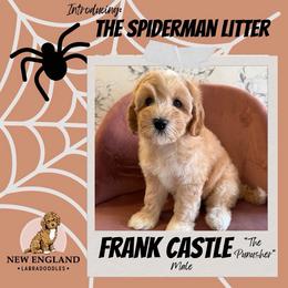Frank Castle - Apricot male Australian Labradoodle puppy in Mendon, Massachusetts from New England Labradoodles