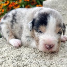 Honor - Blue merle male Australian Shepherd puppy in Loda, Illinois from Pilcher Farms