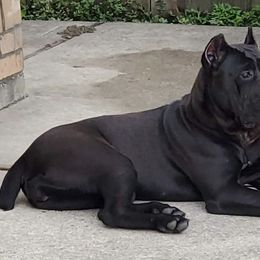 Cane Corso from KNT KENNELS