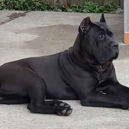 Cane Corso from KNT KENNELS