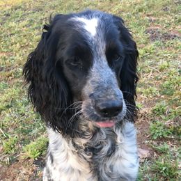 Pearl - English Springer Spaniel