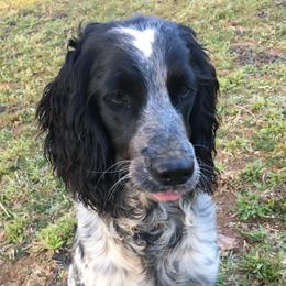 Pearl - English Springer Spaniel