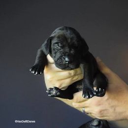 Great Dane Puppies from VanDelft Danes