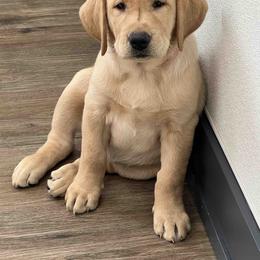 Labrador Retriever Puppies from Branley's Riverside Labradors