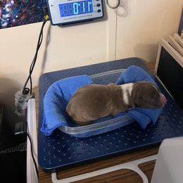 Addie - Liver and white female American Corgi puppy in Crystal River, Florida from Coopers Korner