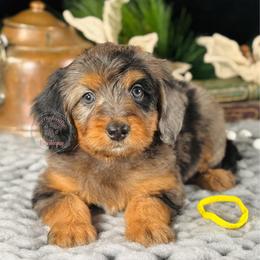 Yellow boy - Merle male Bernedoodle puppy in Waukesha, Wisconsin from Bernedoodle Boutique (and Cavapoos)