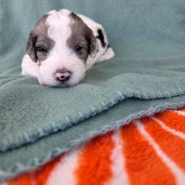Pickles - Blue merle and white male Sheepadoodle puppy in Owensville, Missouri from Oak Valley Kennels