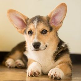 Pembroke Welsh Corgis from Riverwind Kennel