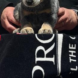 Winnie - Blue female Australian Cattle Dog puppy in Sanger, Texas from Straight Arrow Australian Cattle Dogs
