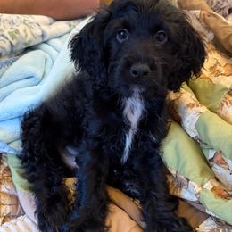Naveen - Black and white male Cockapoo puppy in Bethlehem, Georgia from Darling Doodles